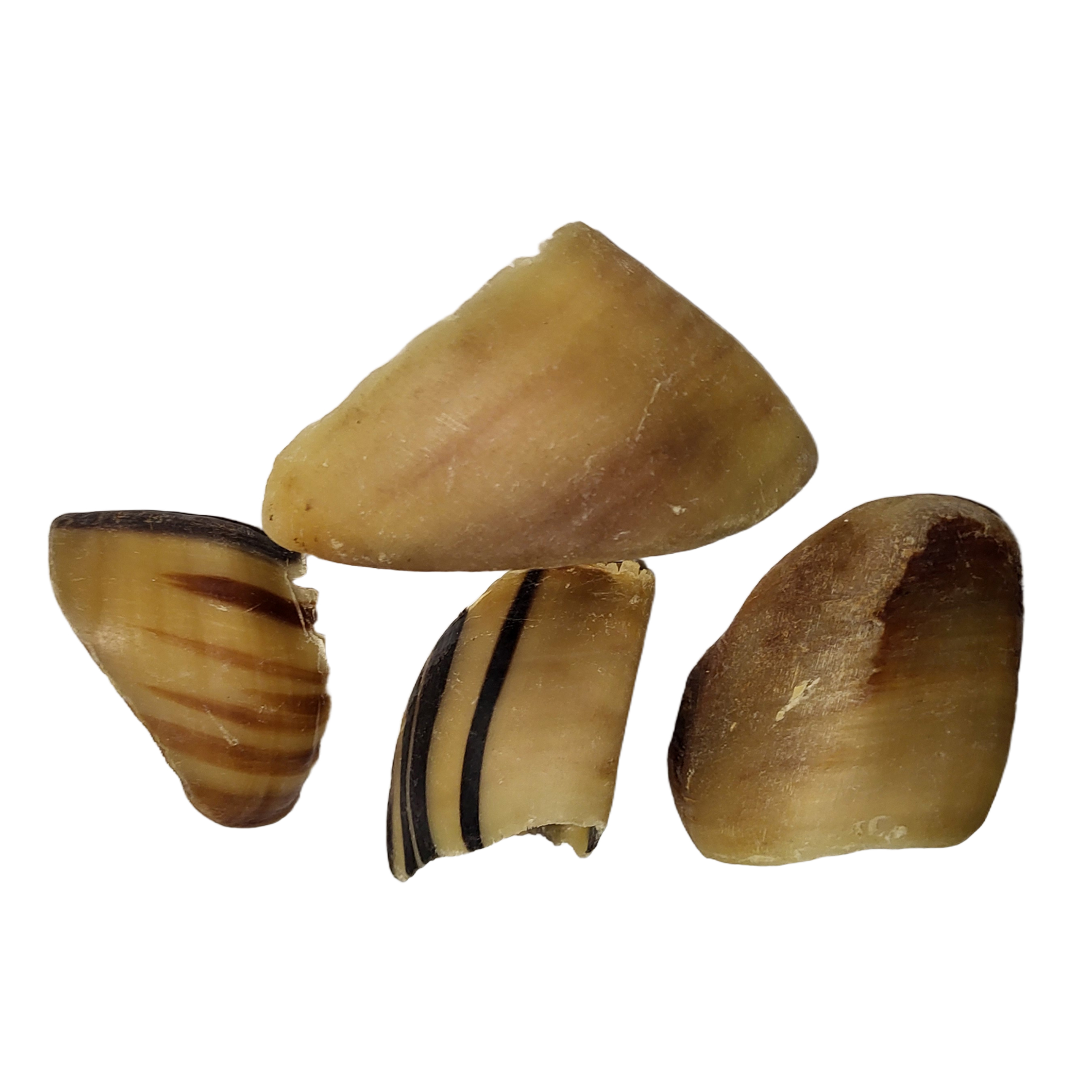 af61eff1bb87718072629c990ddc00c9